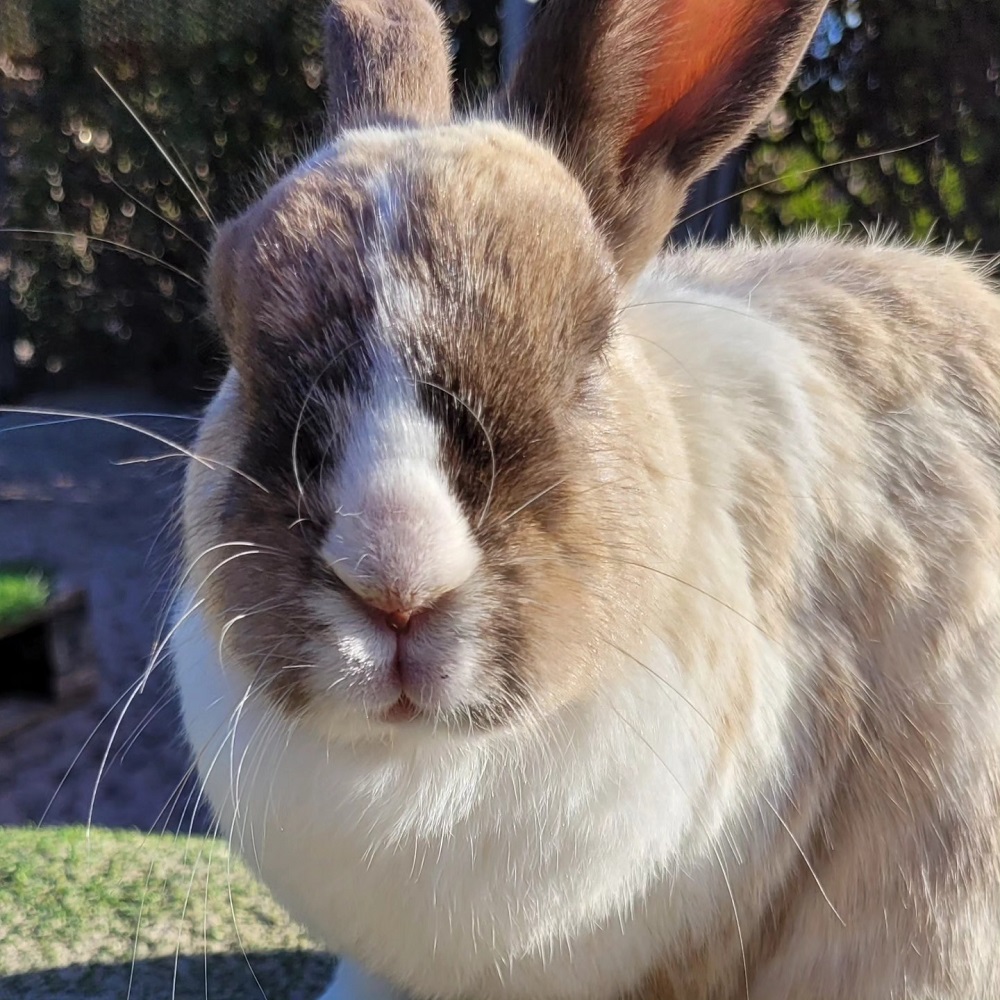 Melkbossie Farm Animal Sanctuary 302