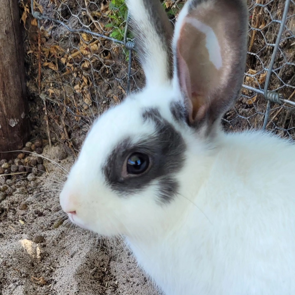 Melkbossie Farm Animal Sanctuary 304